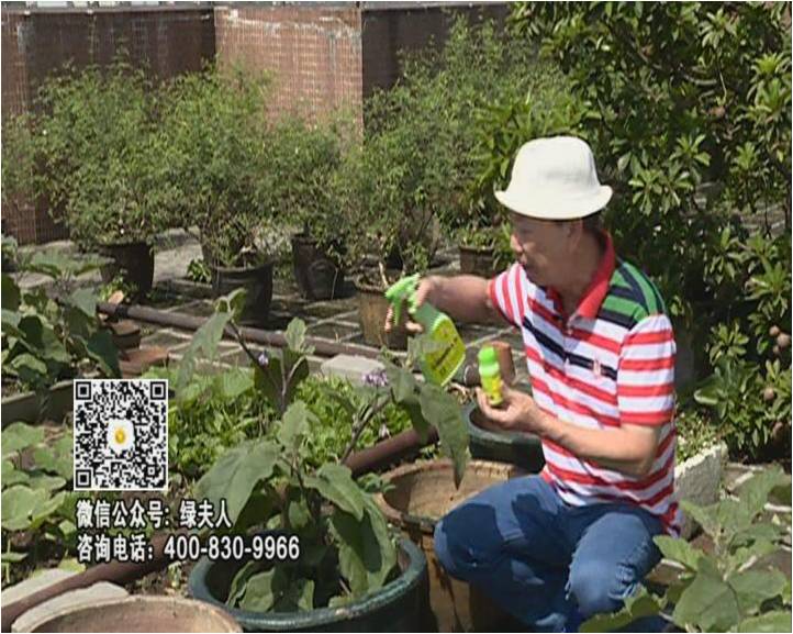 20160613珠江臺搖錢樹：天臺種茄瓜用綠夫人，長勢靚，開花結(jié)果好