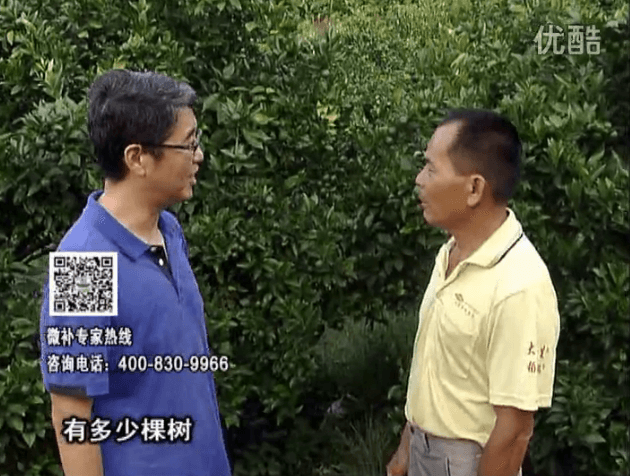 20160801珠江臺搖錢樹：柑橘連續(xù)7年用微補方案，保樹青綠每年增產(chǎn)30%