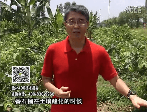 20160808珠江臺搖錢樹：番石榴用微補方案，保葉膨果、增產(chǎn)品質(zhì)高