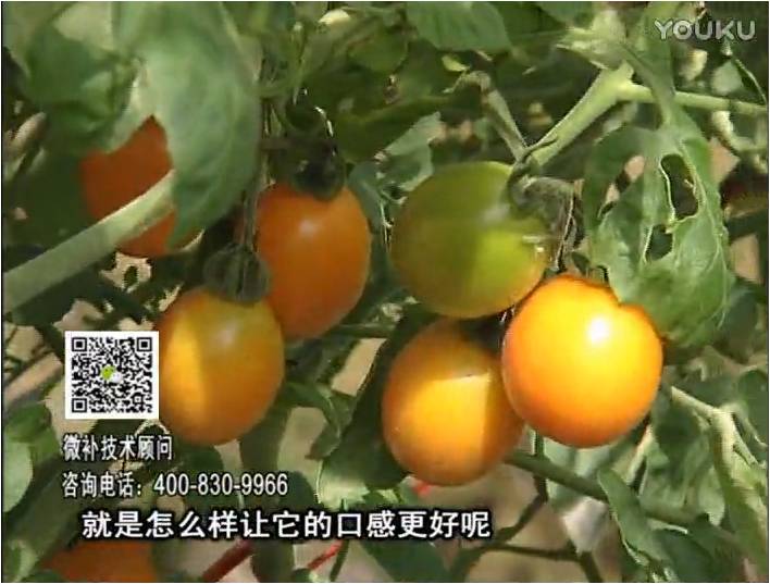 20170102珠江臺(tái)搖錢樹：番茄臍腐病、裂果、抗凍如何做？澆施微補(bǔ)根力鈣+精力，葉噴微補(bǔ)葉面肥