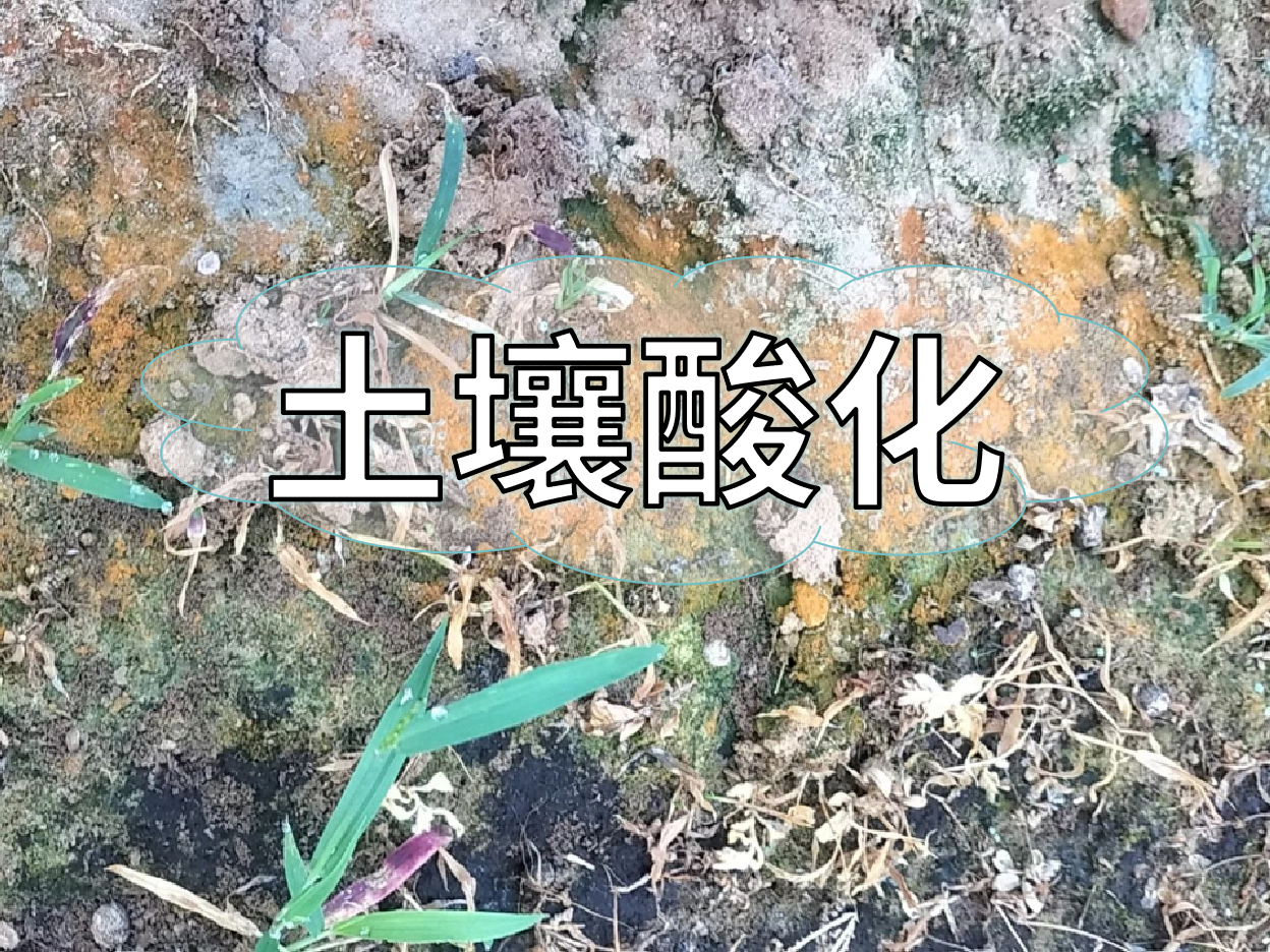 <i style='color:red'>土壤酸化</i>柑橘樹變黃，教你一招快速調(diào)酸防黃化