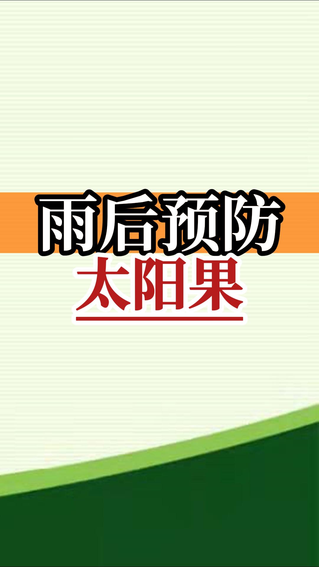 雨后高溫柑橘更易曬傷，及時(shí)管理預(yù)防太陽果