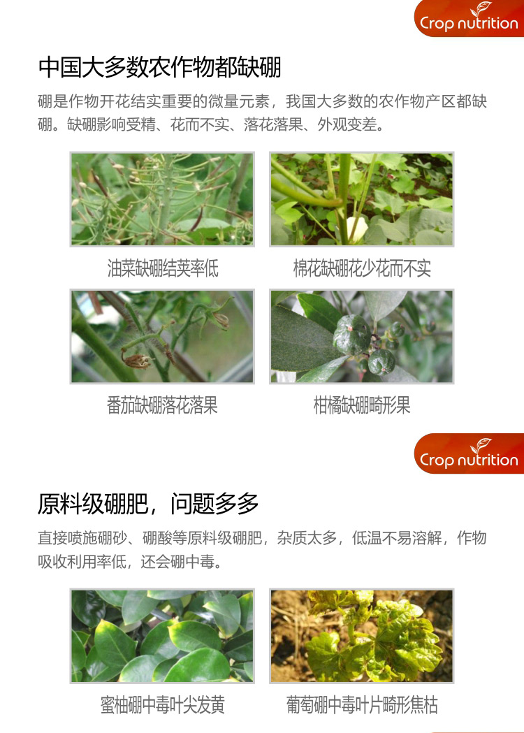 因迪樂硼