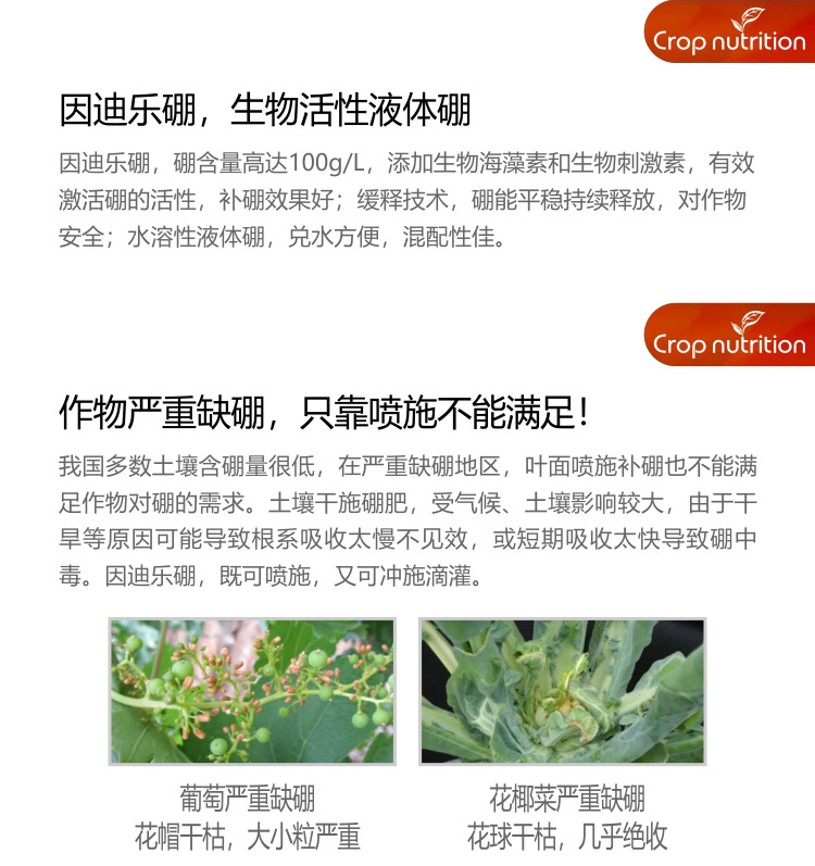 因迪樂硼