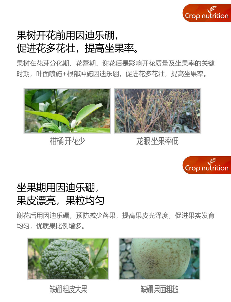 因迪樂硼