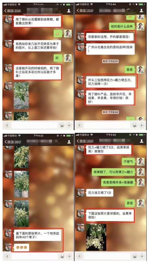 荔枝園連年高產(chǎn)，秘訣在這里