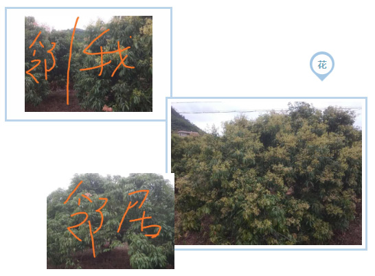 荔枝園連年高產(chǎn)，秘訣在這里