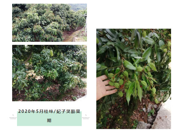 荔枝園連年高產(chǎn)，秘訣在這里