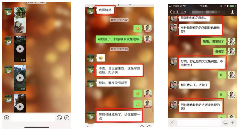荔枝園連年高產(chǎn)，秘訣在這里